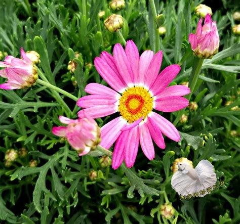 瑪格麗特 小雛菊